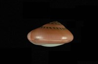 彩虹䗉螺藏品圖，第1張